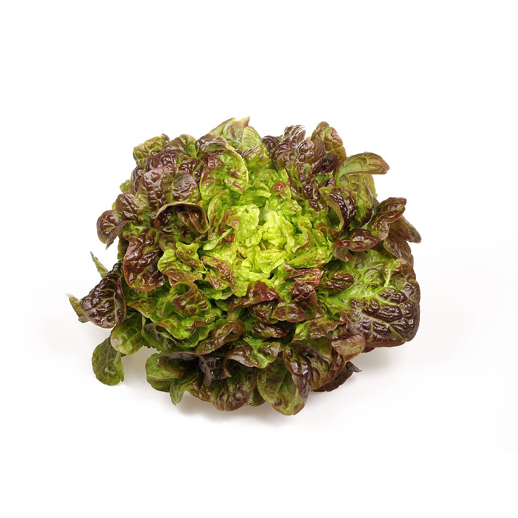 Hoja de roble