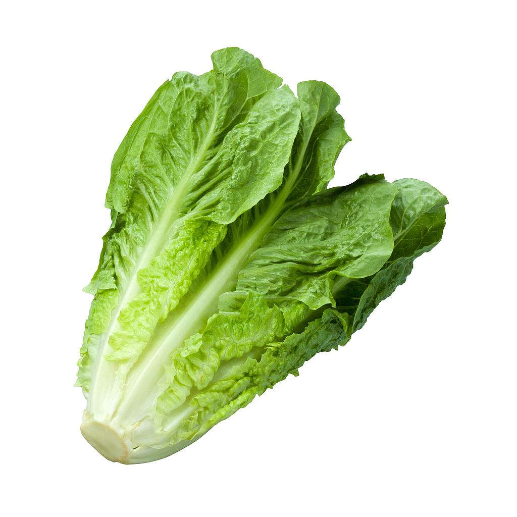 Lechuga