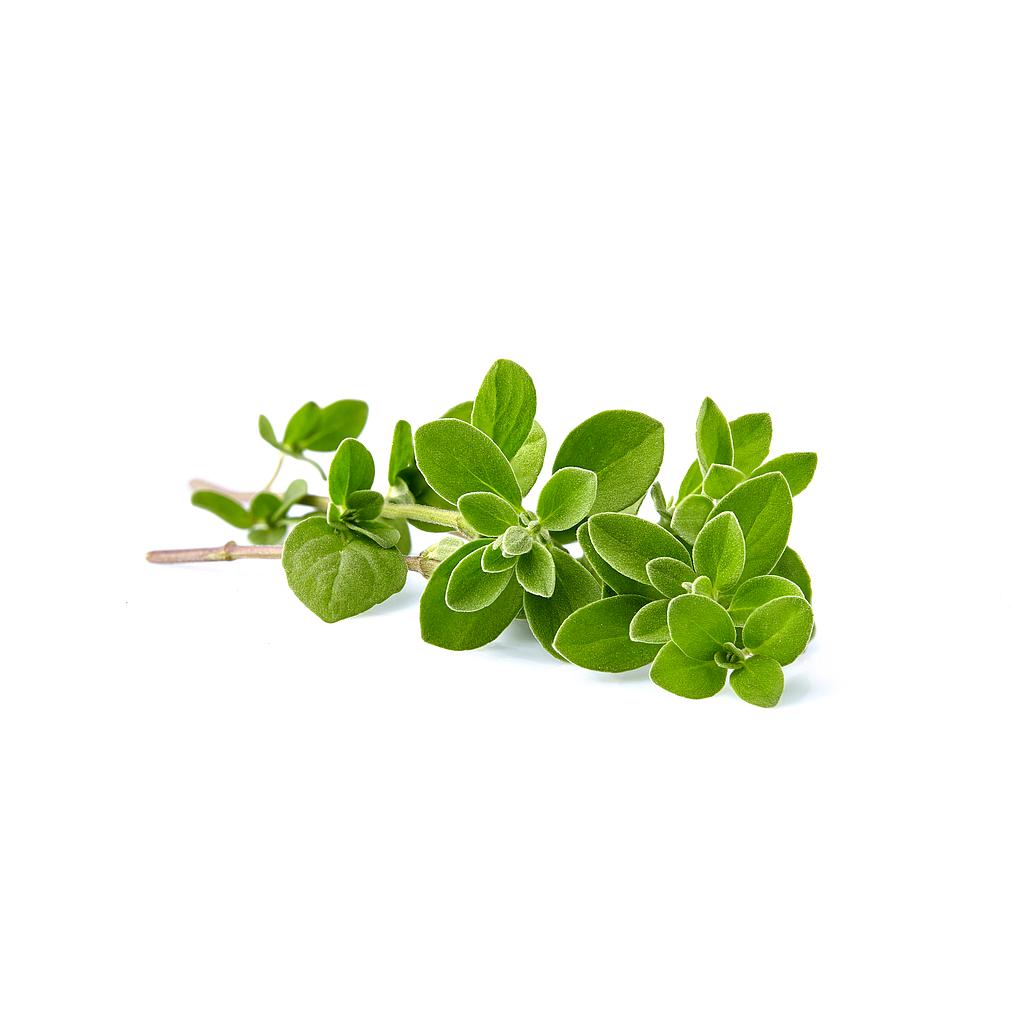 Oregano hoja